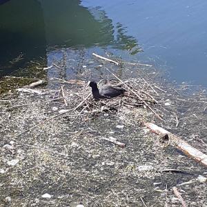 Common Coot