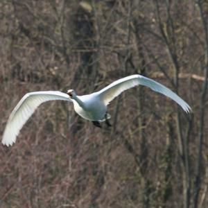 Whooper Swan