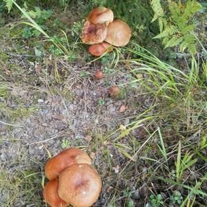 Orange Birch Bolete