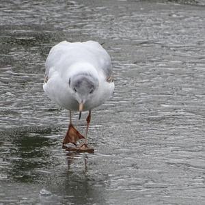 Black-headed Gull