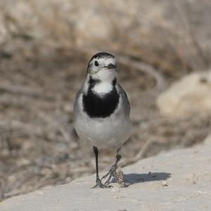 White Wagtail