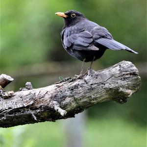 Eurasian Blackbird