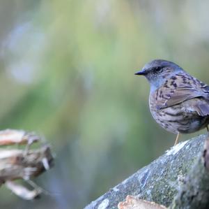 Hedge Accentor