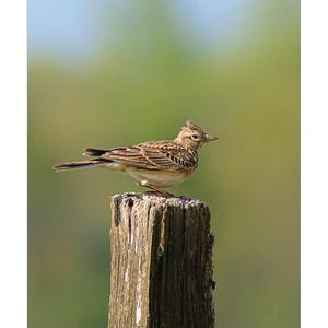 Eurasian Skylark