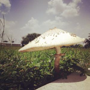 Parasol Mushroom