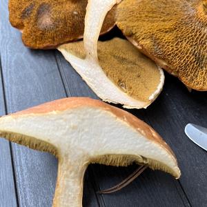 Jersey Cow Bolete