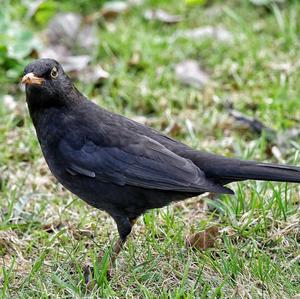 Eurasian Blackbird