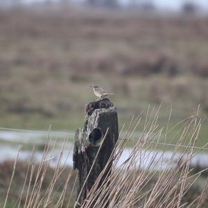 Meadow Pipit