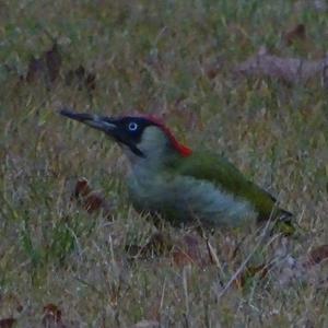 Eurasian Green Woodpecker