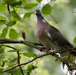 Common Wood-pigeon