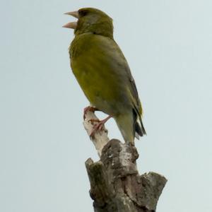 European Greenfinch