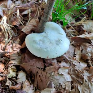 Sweetbread Mushroom