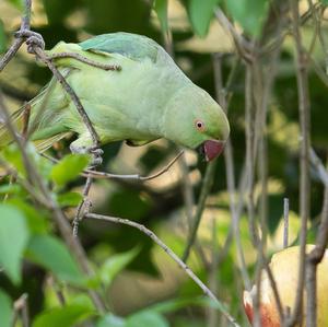 Rose-ringed Parakeet