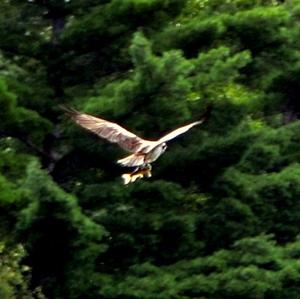 Osprey