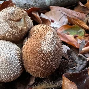 Lycoperdon foetidum