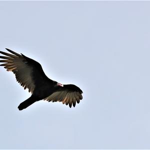 Turkey Vulture