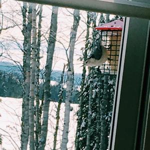 White-breasted Nuthatch