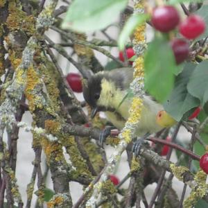 Great Tit