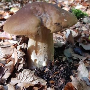 King Bolete