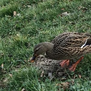 Garganey