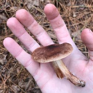 White and Brown Tricholoma