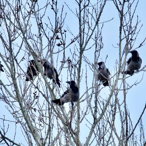 Hooded Crow