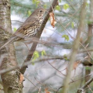 Song Thrush