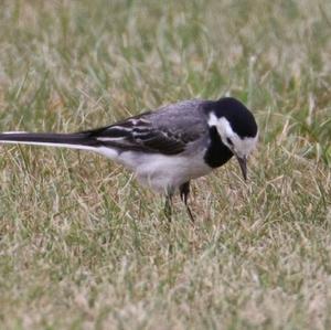 White Wagtail