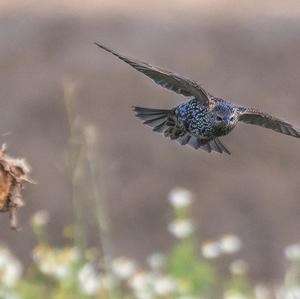 Common Starling