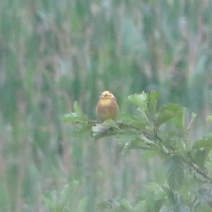 Yellowhammer