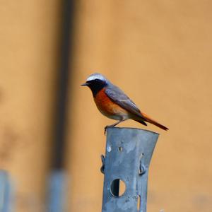 Common Redstart