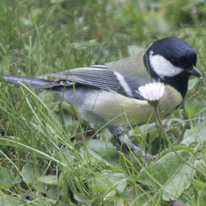 Great Tit