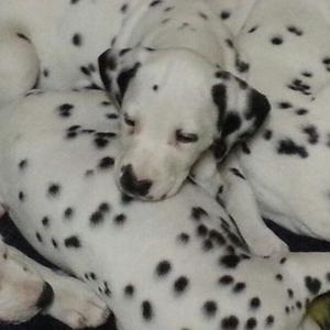 Dalmatian