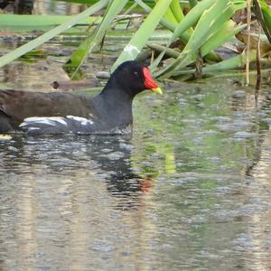 Common Moorhen