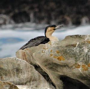 Great Cormorant