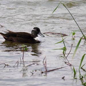 Mallard