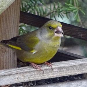 European Greenfinch