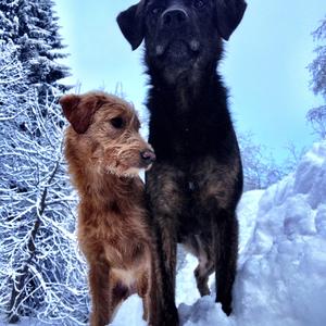 Unknown Breed