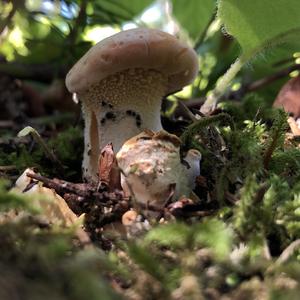 Hedgehog Fungus, Common