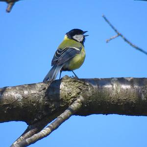 Great Tit