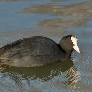 Bläßhuhn