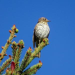 Song Thrush