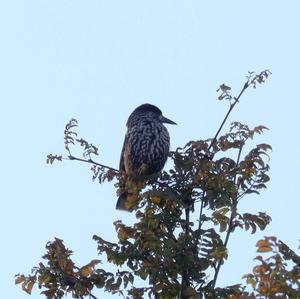 Spotted Nutcracker