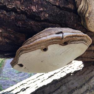 Tinder Polypore