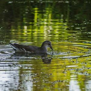 Common Moorhen