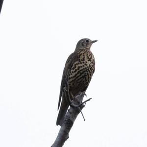 Mistle Thrush