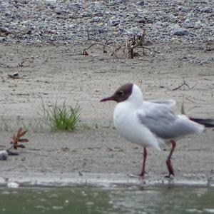 Black-headed Gull