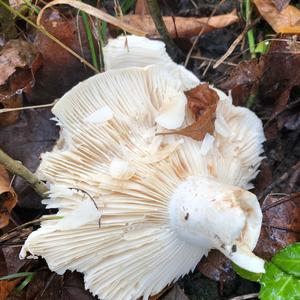 Funnel Clitocybe