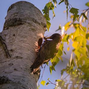 Common Starling