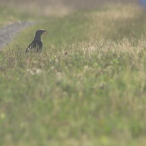 Eurasian Blackbird